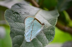 Morpho epistrophus