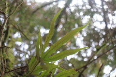 Pyrrosia polydactylos