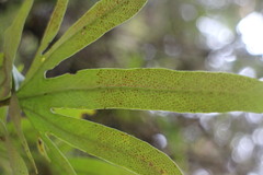 Pyrrosia polydactylos
