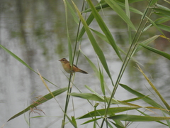 Acrocephalus bistrigiceps