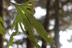 Pyrrosia polydactylos