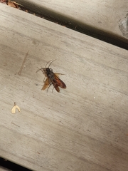 Elaphroptera