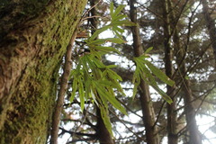 Pyrrosia polydactylos