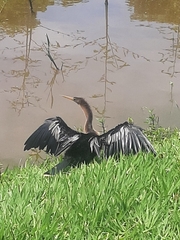 Anhinga anhinga