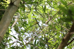 Abroscopus superciliaris