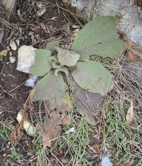Verbascum thapsus