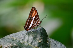 Adelpha syma