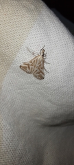 Sedenia rupalis