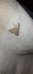 Sedenia rupalis