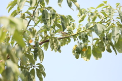 Phylloscopus inornatus