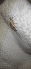 Sedenia rupalis