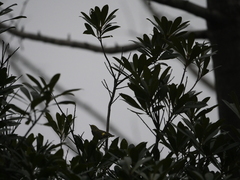 Phylloscopus proregulus