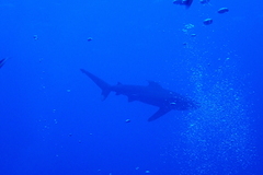 Carcharhinus longimanus