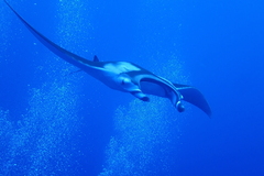 Mobula birostris