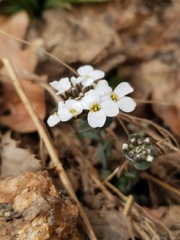 Noccaea fendleri