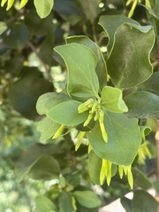 Tristerix corymbosus