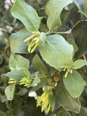 Tristerix corymbosus
