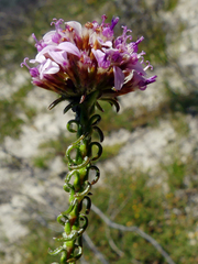 Disparago ericoides