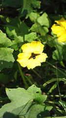 Xylocopa tranquebarorum