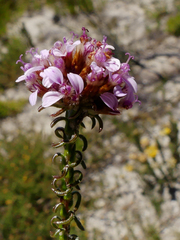 Disparago ericoides
