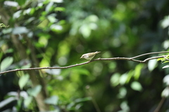Phylloscopus plumbeitarsus