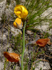 Lebeckia pauciflora
