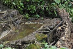 Phylloscopus forresti