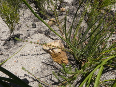 Lebeckia pauciflora
