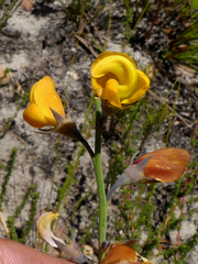 Lebeckia pauciflora