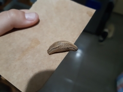 Urocyclinae
