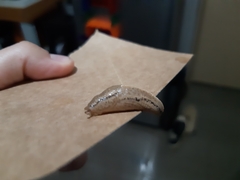 Urocyclinae