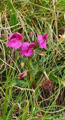 Pedicularis kerneri