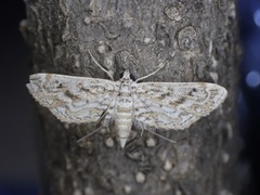 Parapoynx diminutalis