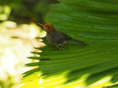 Orthotomus ruficeps