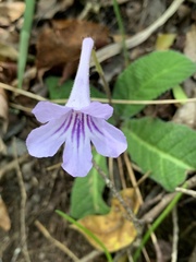 Streptocarpus rexii