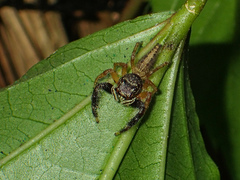 Bavia sexpunctata