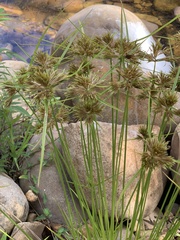 Cyperus polystachyos polystachyos