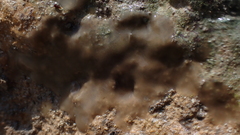 Halisarca