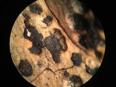 Cryptovalsa prominens