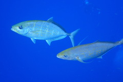 Flavocaranx bajad