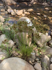 Cyperus polystachyos polystachyos
