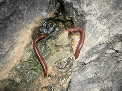 Trigoniulus corallinus