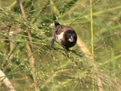 Spermestes cucullata scutata