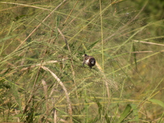 Spermestes cucullata scutata