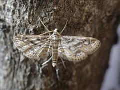 Parapoynx diminutalis