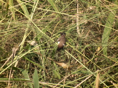 Spermestes cucullata scutata