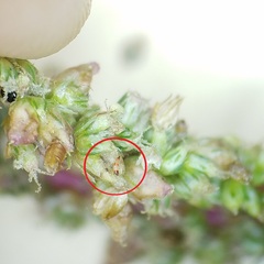 Thysanoptera