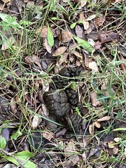 Sus scrofa meridionalis