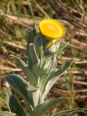 Helichrysum aureum