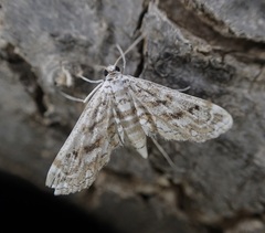 Parapoynx diminutalis